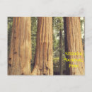 Suche nach sequoia national park postkarten Natur