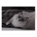 Suche nach ragdoll katzen postkarten Niedliche katze