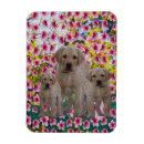 Suche nach labrador welpe magnete Hund