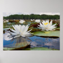 Suche nach seerose poster Landschaft