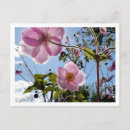 Suche nach japanische anemonen Blume