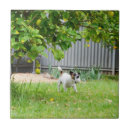 Suche nach lustige gesichter fliesen Hund