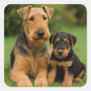 Suche nach airedale aufkleber Welpe