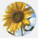 Suche nach sunflower aufkleber Blume