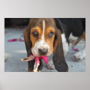 Suche nach basset hound poster Lustig