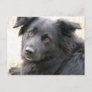 Suche nach chow chow hunde postkarten Hundeliebhaber