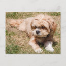 Suche nach lhasa apso postkarten Hund