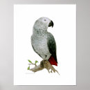 Suche nach afrikanischer vogel poster Portrait
