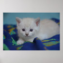 Suche nach kitten poster Tiere