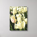 Suche nach weiße tulpen leinwandbilder Quelle