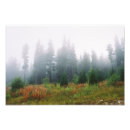 Suche nach forst poster Fotografie