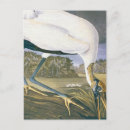 Suche nach stork postkarten Vögel