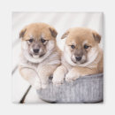 Suche nach badewannen magnete Hund