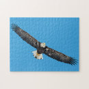 Suche nach weißkopfseeadler puzzle Natur