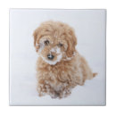 Suche nach gesicht fliesen Tier