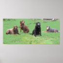 Suche nach labradors poster Tiere