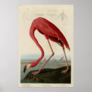 Suche nach amerikanischer flamingo poster Vogel