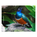 Suche nach sternchen poster Regenbogen