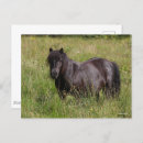Suche nach shetland pony postkarten Schwarz