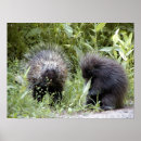 Suche nach spule poster Natur