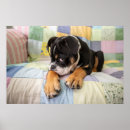 Suche nach old english poster Bulldogge