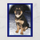 Suche nach gsd postkarten Welpen