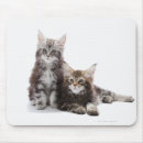 Suche nach waschbär mousepads Katze