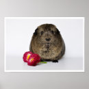 Suche nach guinea pig poster Rodent