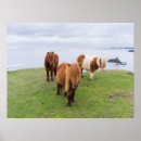 Suche nach shetland pony poster Küste