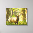 Suche nach geweih leinwandbilder Bulle