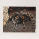 Suche nach spinnen puzzle Arachnid