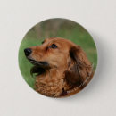 Suche nach langhaarige dackel buttons Hunde fotograf