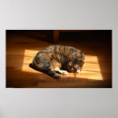 Suche nach faul poster Katze