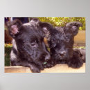 Suche nach scottish terrier poster Schwarzer hund