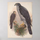 Suche nach vintage bird poster Tierwelt
