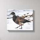 Suche nach gänse leinwandbilder Wasservögel