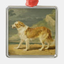 Suche nach rauer collie ornamente Hunde