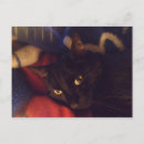 Suche nach supermodel Katze