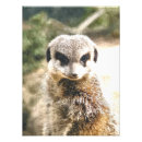 Suche nach meerkats kunst Mekka
