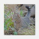 Suche nach jagdkatze Tier