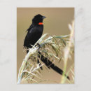 Suche nach afrikanischer vogel postkarten Foto
