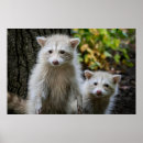 Suche nach young poster Tiere