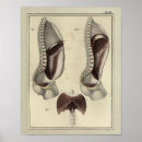 Suche nach membran poster Anatomie