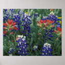 Suche nach texas bluebonnet poster Flower