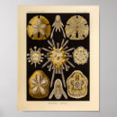 Suche nach seeigel poster Ozean