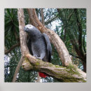 Suche nach afrikanisches grau poster Tiere