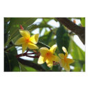 Suche nach tropische flora poster Natur