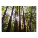 Suche nach redwood poster Natur
