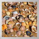 Suche nach strand muscheln poster Ozean