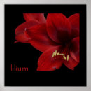 Suche nach lilium poster Blume